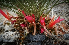 Leptosema chambersii