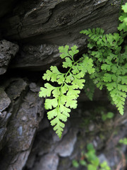 Dennstaedtia wilfordii