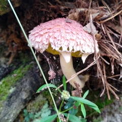 Boletellus ananas image