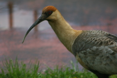 Theristicus melanopis