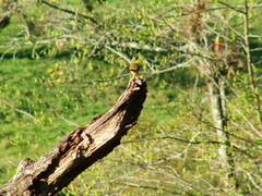 Geothlypis poliocephala