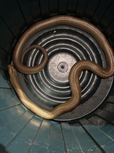 Mulga Snake sighting