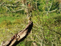 Geothlypis poliocephala