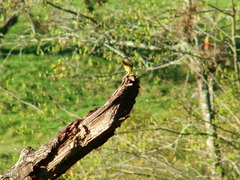 Geothlypis poliocephala