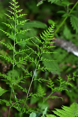 Dennstaedtia wilfordii