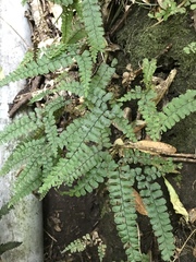 Adiantum diaphanum