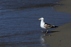 Larus dominicanus