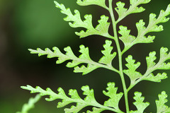 Dennstaedtia wilfordii