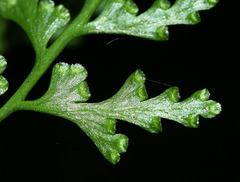 Dennstaedtia wilfordii