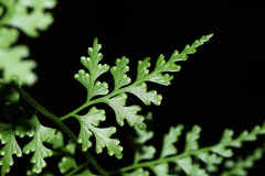Dennstaedtia wilfordii