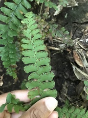 Adiantum diaphanum