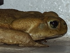 Rhinella icterica