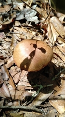 Media resource of Aureoboletus russellii