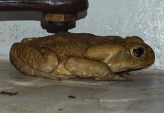 Rhinella icterica