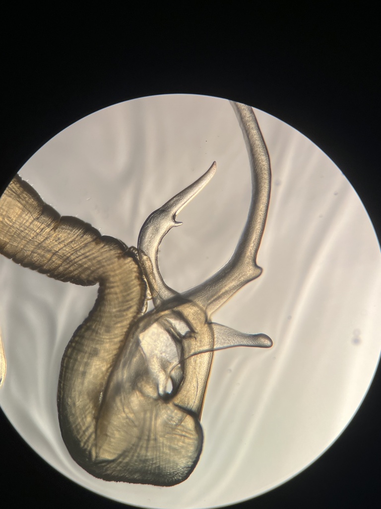 Streptocephalus henridumontis
