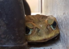 Rhinella icterica