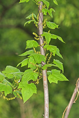 Dioscorea nipponica