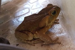 Rhinella icterica