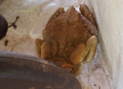 Rhinella icterica