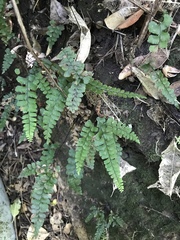 Adiantum diaphanum
