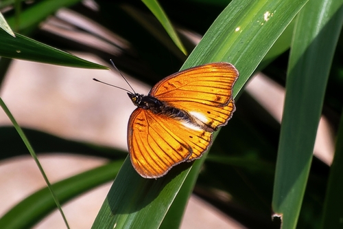 Blue-spot Pansy
