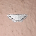 Geometridae