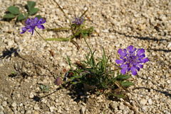Scabiosa lachnophylla