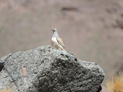 Thinocorus orbignyianus