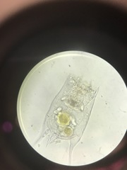 Brachionus calyciflorus