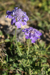 Scabiosa lachnophylla