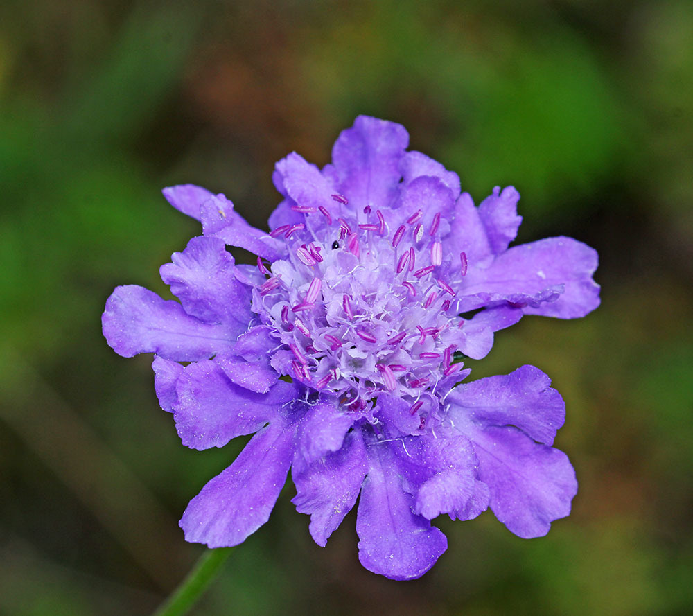 Wooly-leaf scabious
