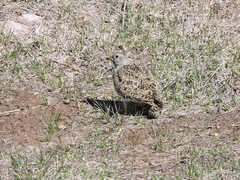 Thinocorus orbignyianus