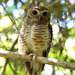 White-browed Owl - Photo (c) Erland Refling Nielsen, some rights reserved (CC BY-NC)