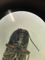 Hadromorphus inflatus