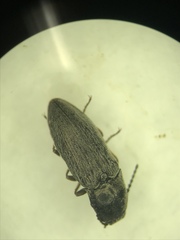 Hadromorphus inflatus