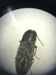 Hadromorphus inflatus