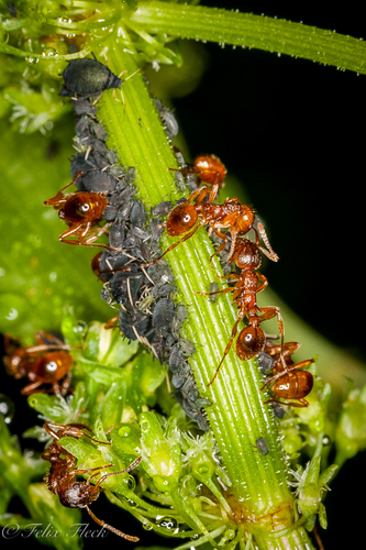 Woodland Red Ant, photo 10 of 10