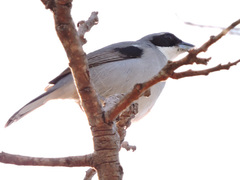 Neothraupis fasciata