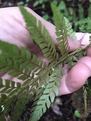 Polystichum dudleyi