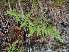 Dryopteris chinensis
