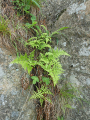 Dryopteris chinensis