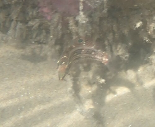 Halichoeres pardaleocephalus observed 2023-09-28