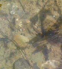 Hesperoleucus symmetricus