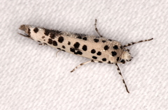 Yponomeuta pustulellus