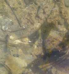 Hesperoleucus symmetricus