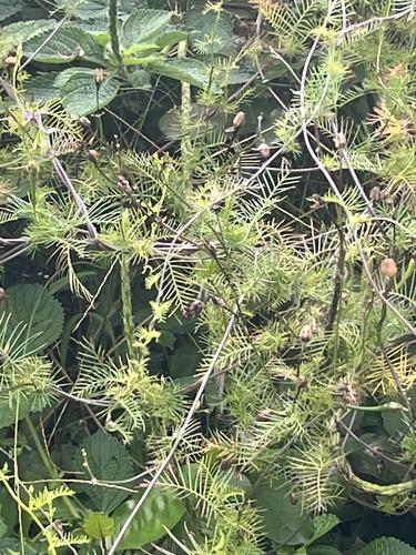 Ipomoea quamoclit image