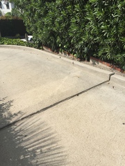 Sceloporus occidentalis