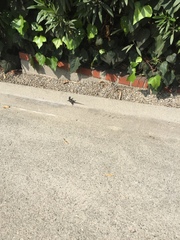 Sceloporus occidentalis