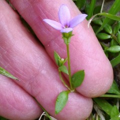 Houstonia pusilla