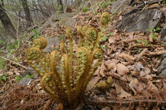 Dryopteris crassirhizoma